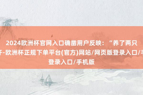 2024欧洲杯官网入口确凿用户反映:“养了两只阿富汗-欧洲杯正规下单平台(官方)网站/网页版登录入口/手机版